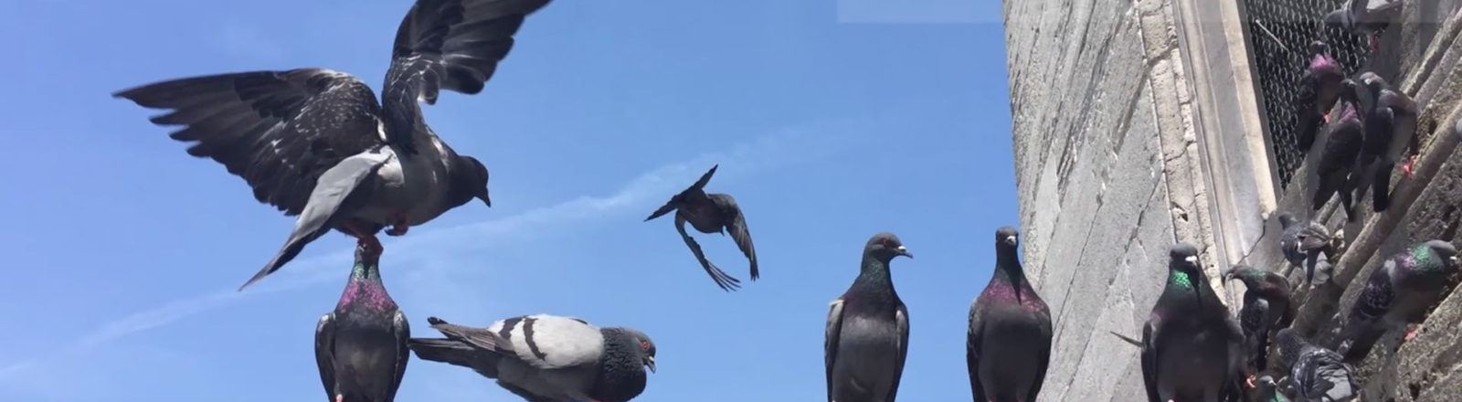 Imate problema s golubovima?